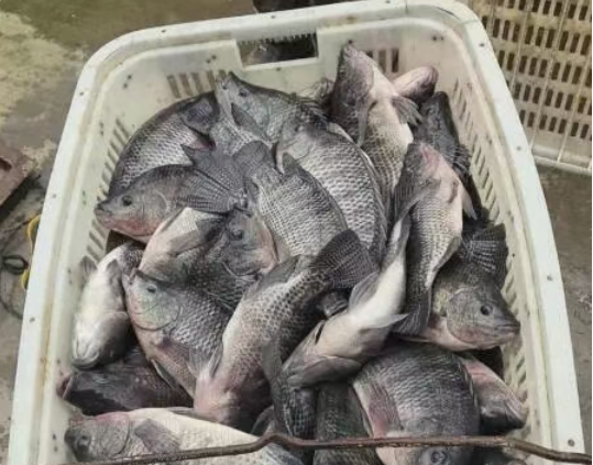 鱼跃新春 产销两旺 新疆兵团盐碱地养出“致富鱼”