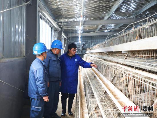 南方电网贵州凯里三穗供电局工作人员前往辖区鸭苗繁育基地,为用电设备进行“体检”,了解客户用电需求。唐诗瑶 摄 南方电网贵州凯里三穗供电局工作人员前往辖区鸭苗繁育基地,为用电设备进行“体检”,了解客户用电需求。唐诗瑶 摄