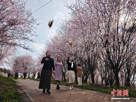 图为2月25日,民众在花树下踏青赏花。石小杰 摄 图为2月25日,民众在花树下踏青赏花。石小杰 摄