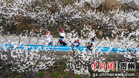 赫章古达樱桃花开吸引人们前来赏花留影 。 谢永奇 摄