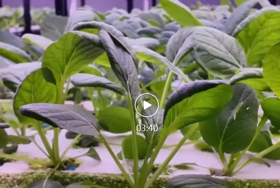 侨乡故事 | 台湾博士在新疆种菜：植物工厂耕耘创业梦想