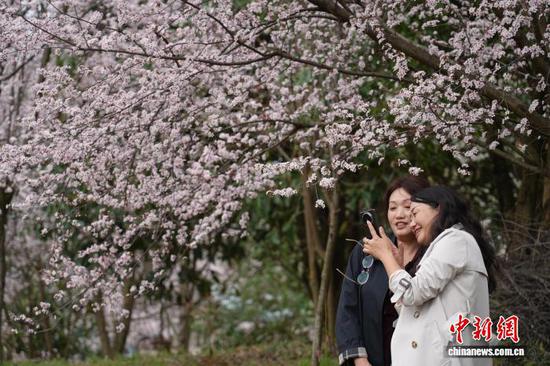 图为2月25日,民众在花树下拍照。石小杰 摄 图为2月25日,民众在花树下拍照。石小杰 摄