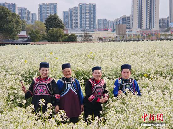 图为2月25日,民众在肥田萝卜花丛中拍照。石小杰 摄 图为2月25日,民众在肥田萝卜花丛中拍照。石小杰 摄