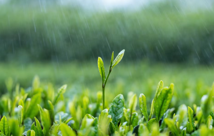 今日雨水！新疆天气预报速看→