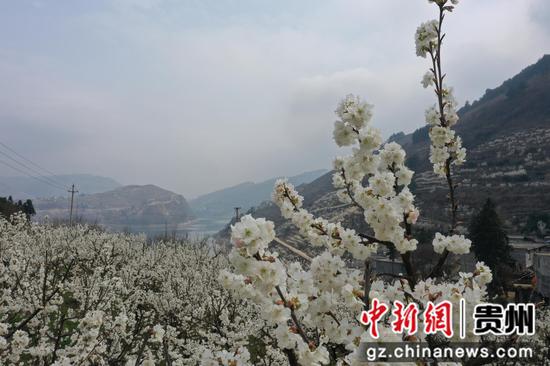 赫章古达樱桃花开了。  鲁绍林 摄