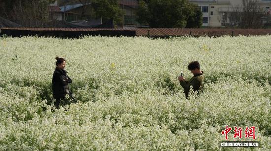 图为2月25日,民众在肥田萝卜花丛中拍照。石小杰 摄 图为2月25日,民众在肥田萝卜花丛中拍照。石小杰 摄