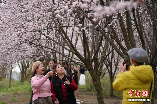 图为2月25日,民众在花树下拍照。石小杰 摄 图为2月25日,民众在花树下拍照。石小杰 摄