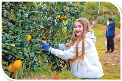 　　便利政策叠加特色体验，让“沉浸式”体验消费逐渐成为“中国购”新热点。图为在江西省赣州市的一家脐橙种植基地，外国游客体验采摘赣南脐橙。 朱海鹏摄（人民视觉）