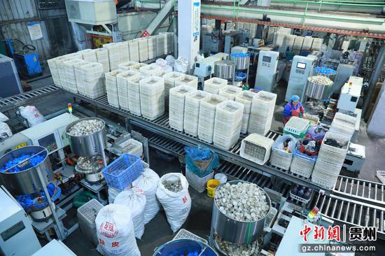 贵州顺诚生物科技有限公司员工正在生产菌棒。杨菊梅摄