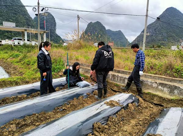 图为技术员在田间指导滴灌安装作业。潘升 摄