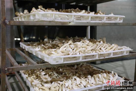 分拣完待烘干的鹿茸菇。杨菊梅摄