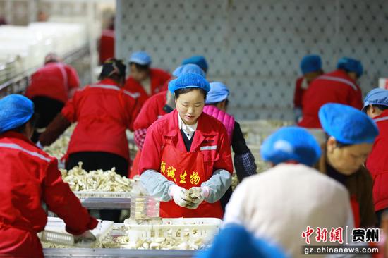 贵州顺诚生物科技有限公司员工正在给鹿茸菇去根、分拣。杨菊梅摄