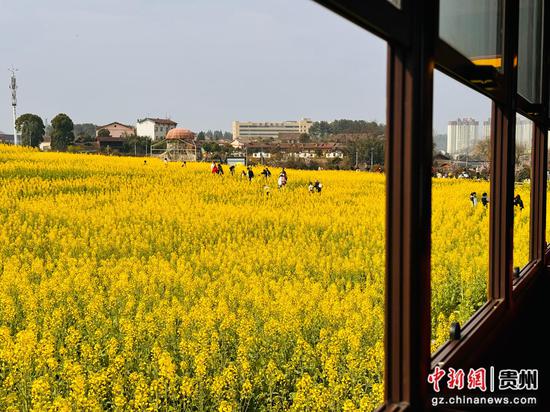 小火车的油菜花景色