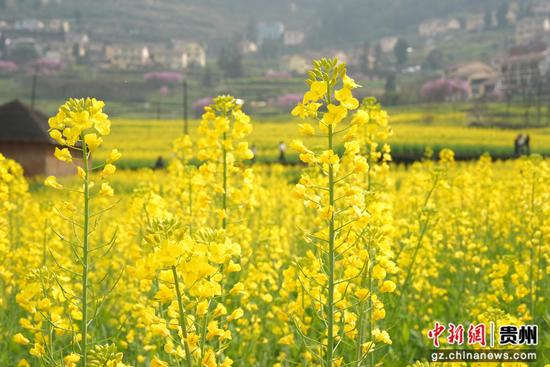 连片的油菜花在暖阳下竞相绽放