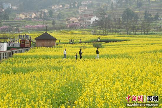 坛厂神采八卦园油菜花田景色