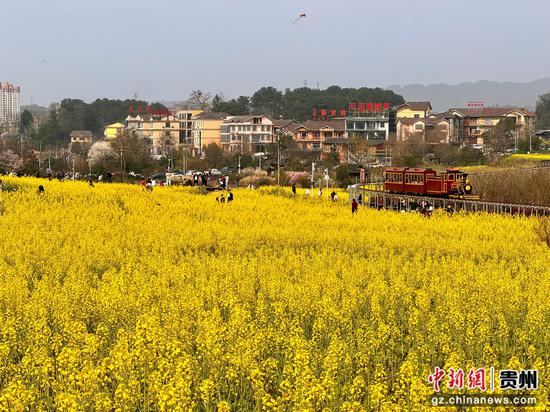 坛厂神采八卦园油菜花田景色