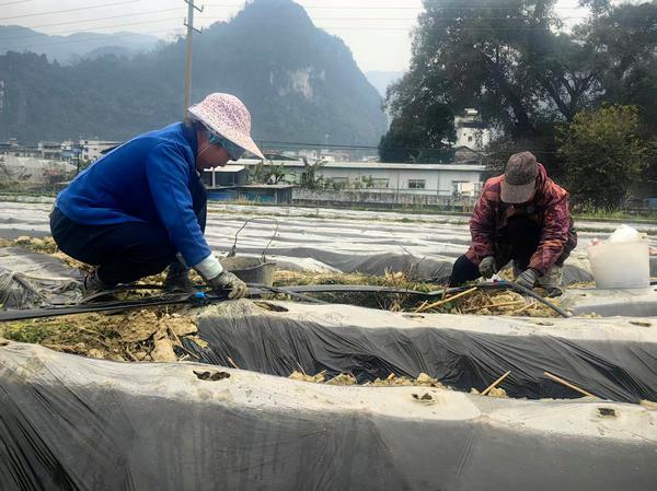 图为滴灌带安装现场。牙利润  摄