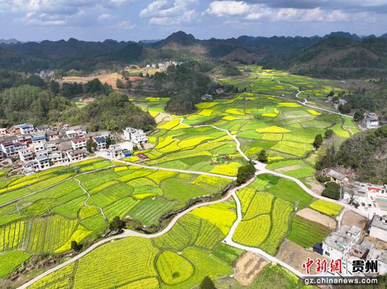 独山县2000亩油菜花迎来盛花期 独山县2000亩油菜花迎来盛花期
