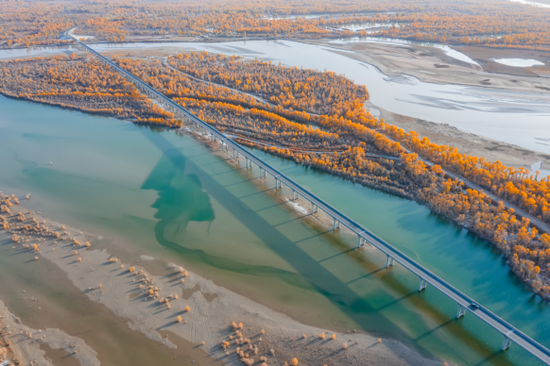 位于塔里木河中上游的沙雅县胡杨林满目金黄，美不胜收。 