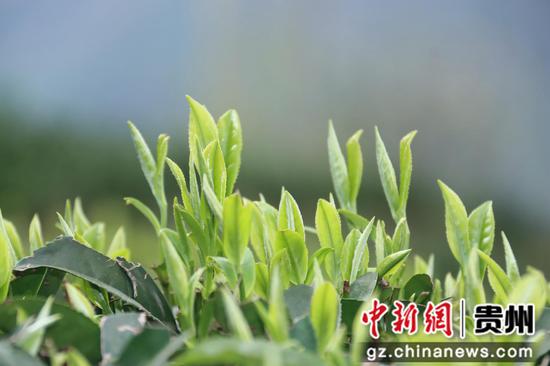 茶树发新芽