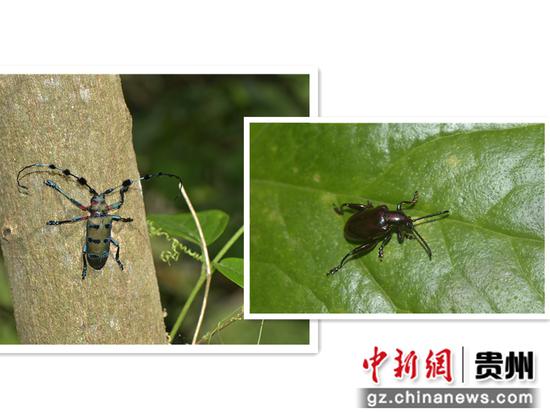 图为工作站发现的昆虫物种丛角天牛（左）和紫茎甲（右）。 工作站供图
