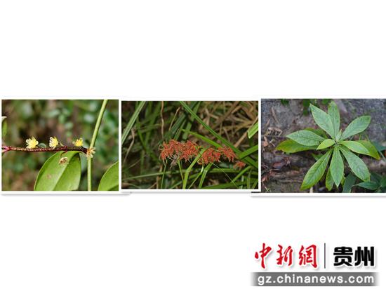 图为工作站发现的植物物种厚叶雀舌木（左）、浆果薹草（中）、岩生艾纳香（右）。 工作站供图