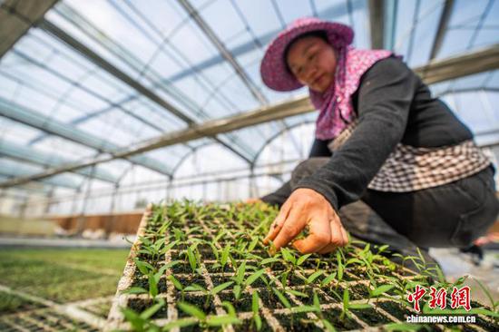 图为村民在毕节市大方县一家农业专业合作社的育苗大棚内，对辣椒苗进行日常管理。李安连 摄