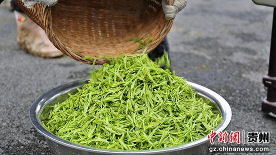 新鲜采下的茶青