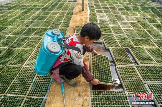 图为村民在毕节市大方县一家农业专业合作社的育苗大棚内，对辣椒苗进行日常管理。李安连 摄