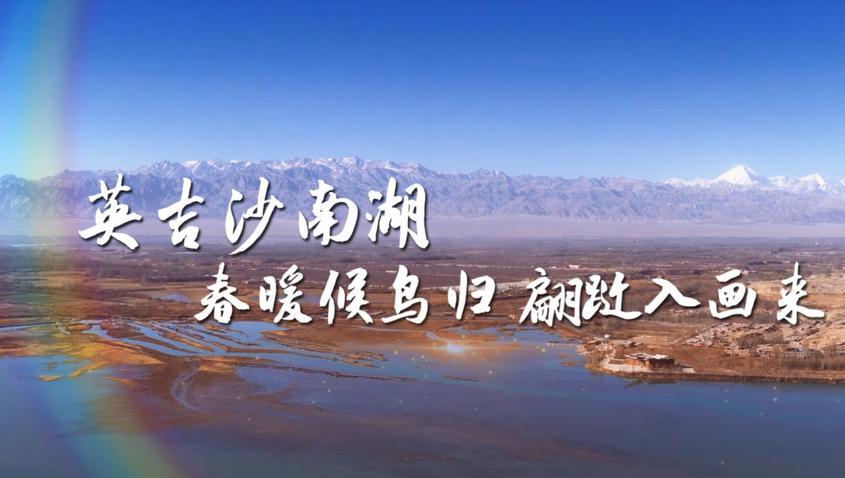 新疆英吉沙：春暖候鸟归 翩跹入画来