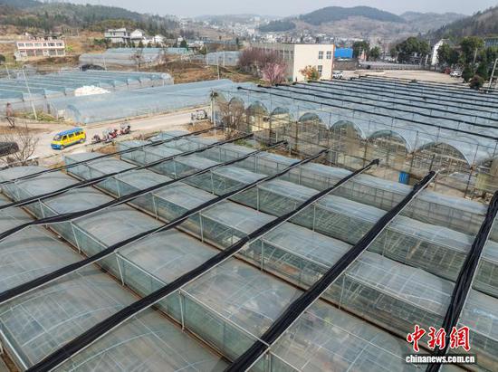 图为毕节市大方县一家农业专业合作社的育苗大棚。李安连 摄