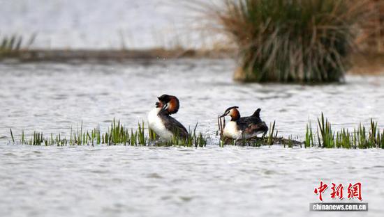 3月1日，贵州省毕节市威宁彝族回族苗族自治县草海国家级自然保护区，一对凤头䴙䴘上演“春之恋”。春日暖阳下，它们形影不离，时而并肩觅食，时而齐心筑起“海景房”，为繁衍后代做准备。岳刚 摄
