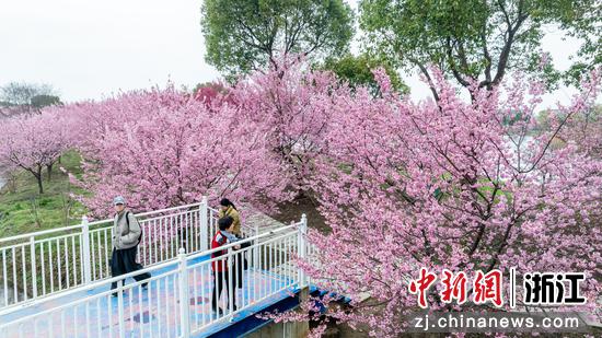 游客在樱花园内驻足停留。沈勇强 摄 游客在樱花园内驻足停留。沈勇强 摄