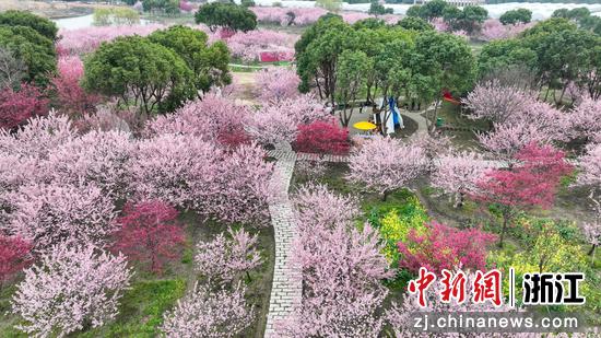 航拍樱花园。沈勇强 摄 航拍樱花园。沈勇强 摄