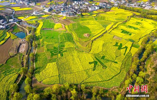 航拍贵州省黔西市洪水镇的油菜花田。