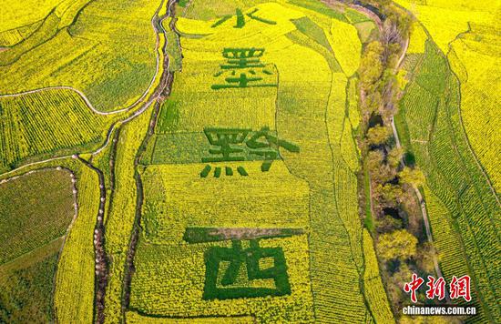 航拍贵州省黔西市洪水镇的油菜花田。