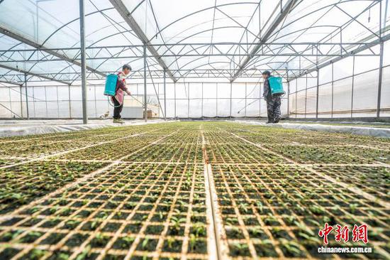 图为村民在毕节市大方县一家农业专业合作社的育苗大棚内，对辣椒苗进行日常管理。李安连 摄