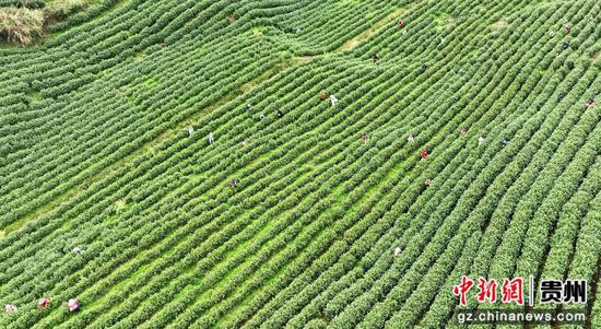 茶农赶采“明前茶”