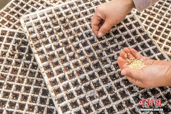 图为村民在毕节市大方县一家农业专业合作社的育苗大棚内进行播种。李安连 摄