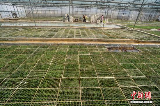 图为村民在毕节市大方县一家农业专业合作社的育苗大棚内进行播种。李安连 摄