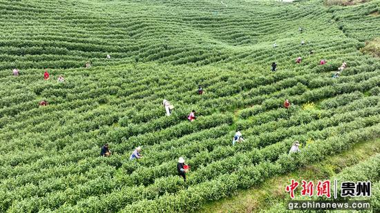 茶农赶采“明前茶”