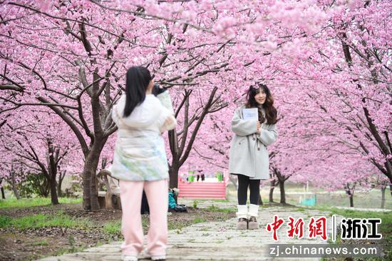 游客在樱花园内打卡拍照。沈勇强 摄 游客在樱花园内打卡拍照。沈勇强 摄
