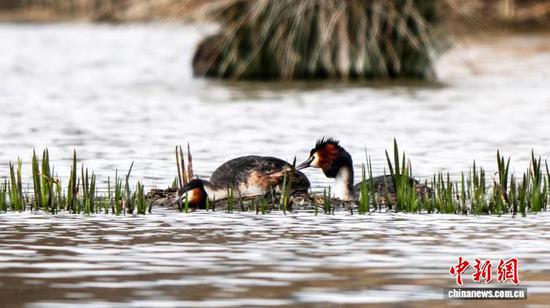 3月1日，贵州省毕节市威宁彝族回族苗族自治县草海国家级自然保护区，一对凤头䴙䴘上演“春之恋”。春日暖阳下，它们形影不离，时而并肩觅食，时而齐心筑起“海景房”，为繁衍后代做准备。岳刚 摄
