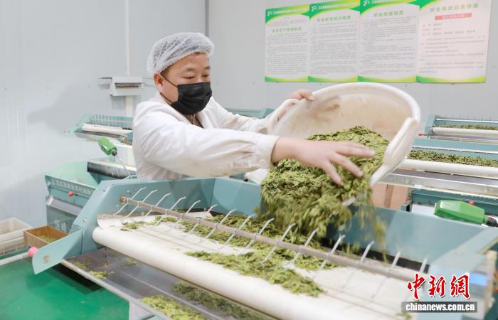 广西三江侗乡开足马力制春茶