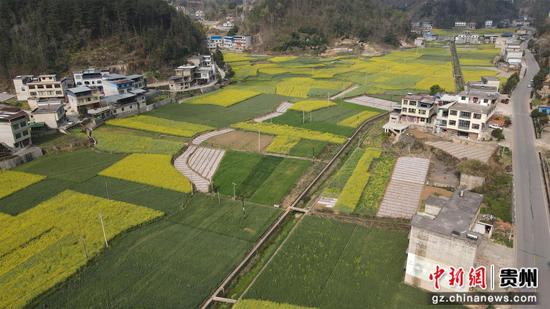 边阳镇者任村油菜花田一角