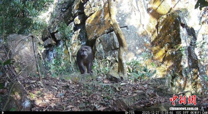 广西新增一处藏酋猴分布点