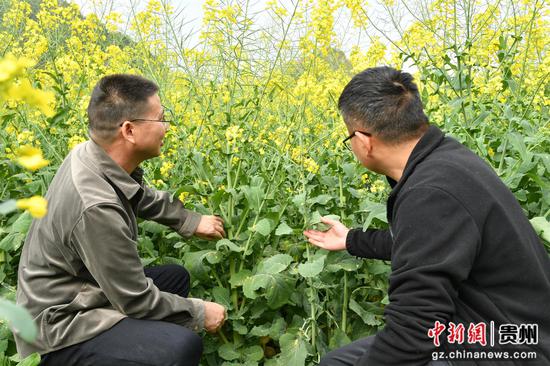 农技人员在查看油菜生长情况