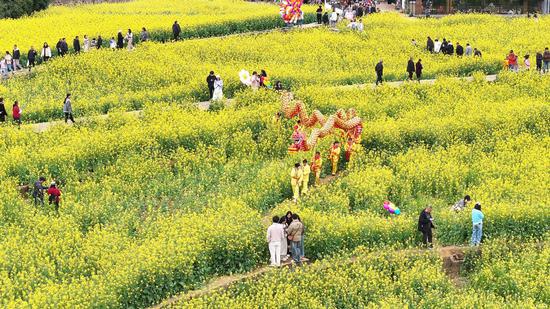 2026年春节期间，兴义万峰林景区油菜花盛放，凭借金色花海、热闹村舞和浓浓“烟火气”迎来了新春旅游热潮。（张松 摄）