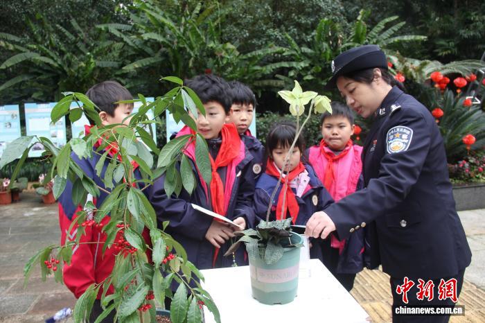 “药香华夏”特展桂林开展 珍稀活体植物集中亮相