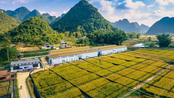 百色靖西市隆江雪茄产业综合体。沈志程 摄 百色靖西市隆江雪茄产业综合体。沈志程 摄
